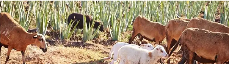 capre che concima e diserbano i campi di Aloe Vera della Forever